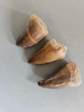 Dinosaur Tooth