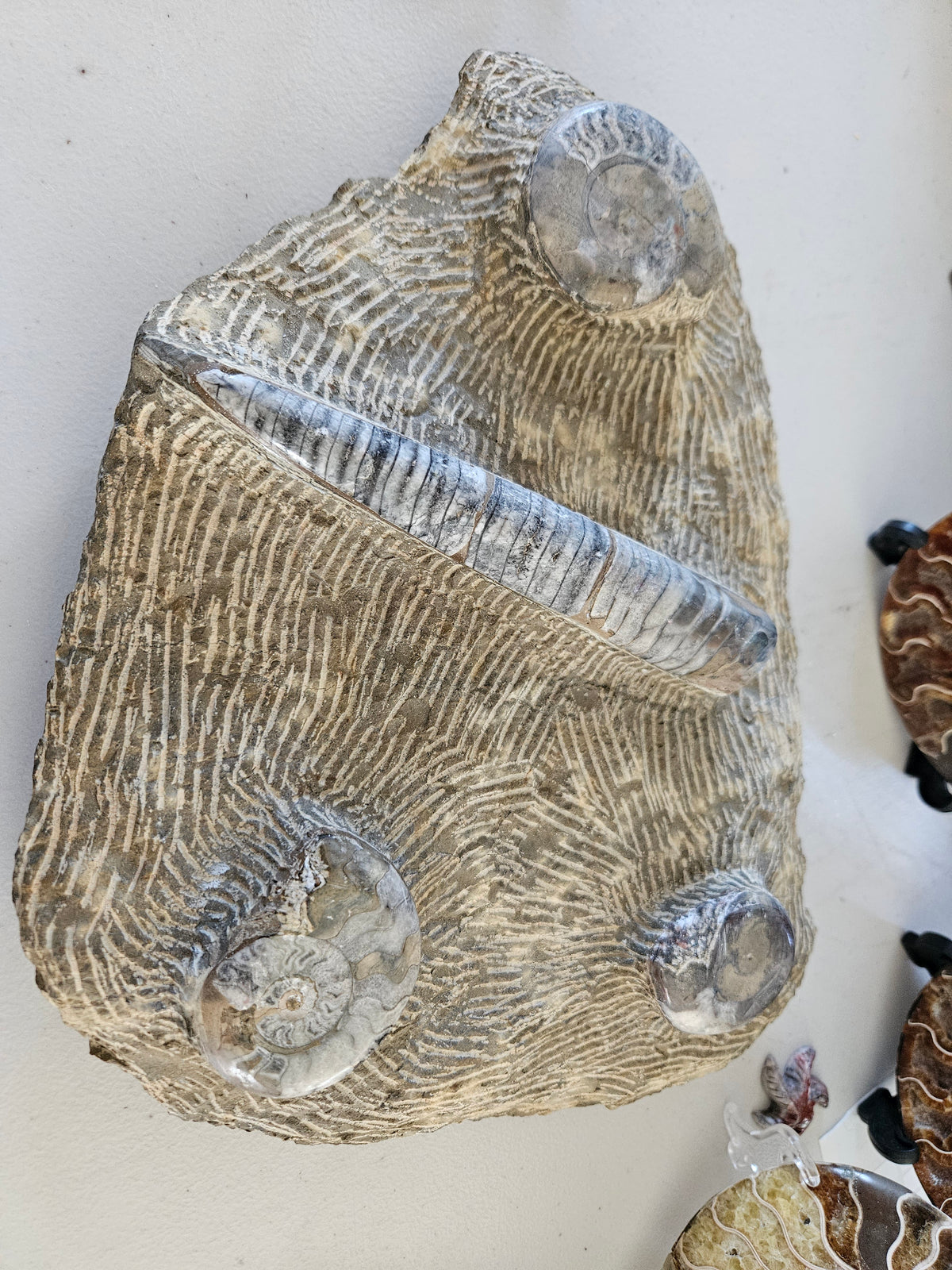 Ammonite Plates/Slabs