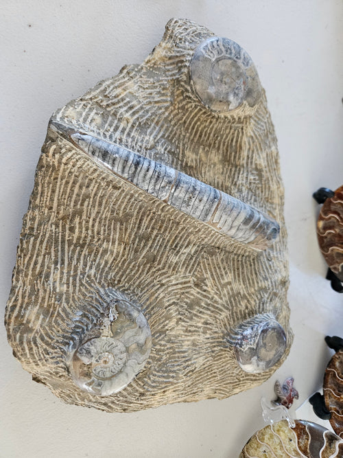 Ammonite Plates/Slabs