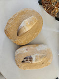 Fossilised Dinosaur Tooth in Sandstone Matrix