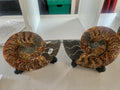 Large Ammonite Plates