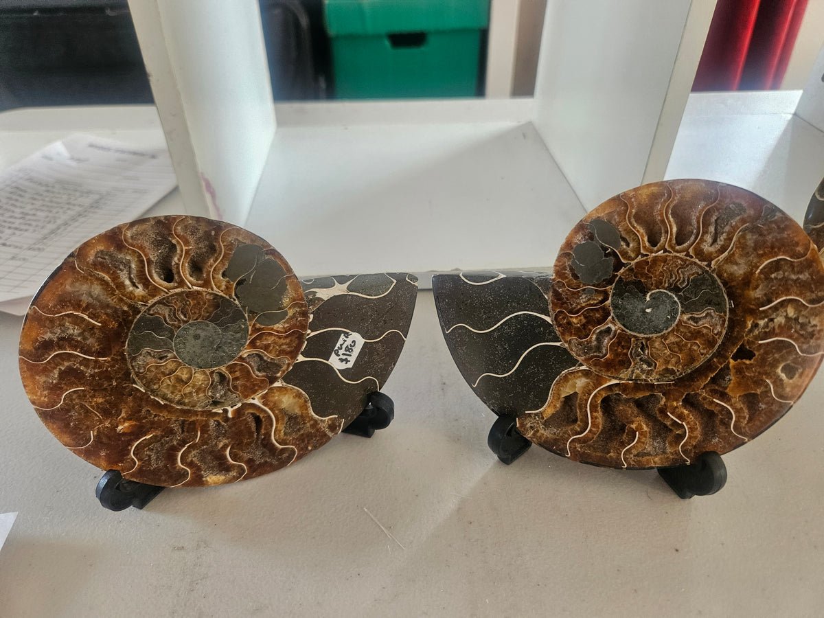 Large Ammonite Plates