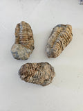 Trilobite Fossil Specimen