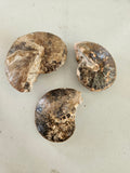 Ammonite