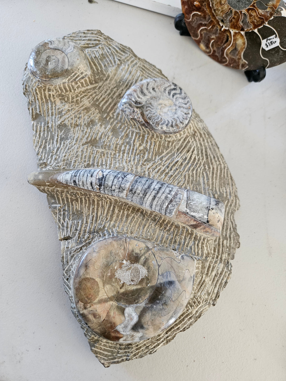 Ammonite Plates/Slabs