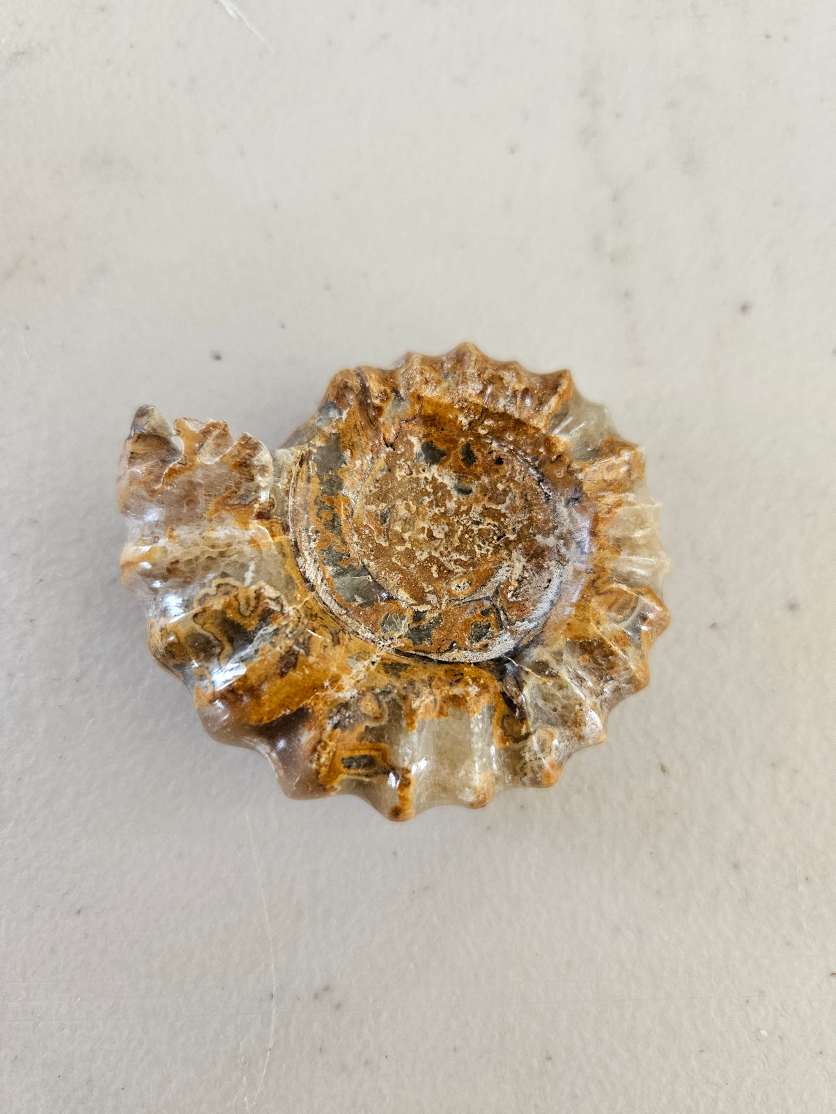 Opalized Ammonite