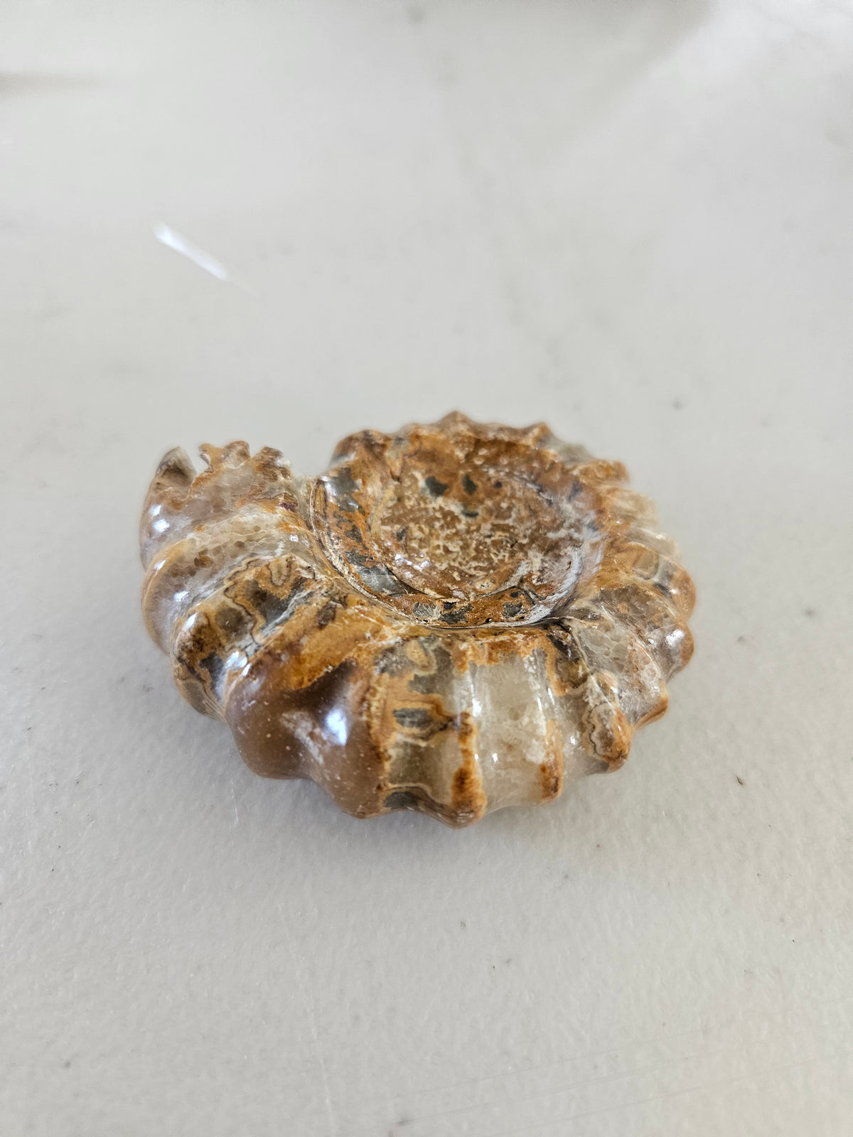 Opalized Ammonite