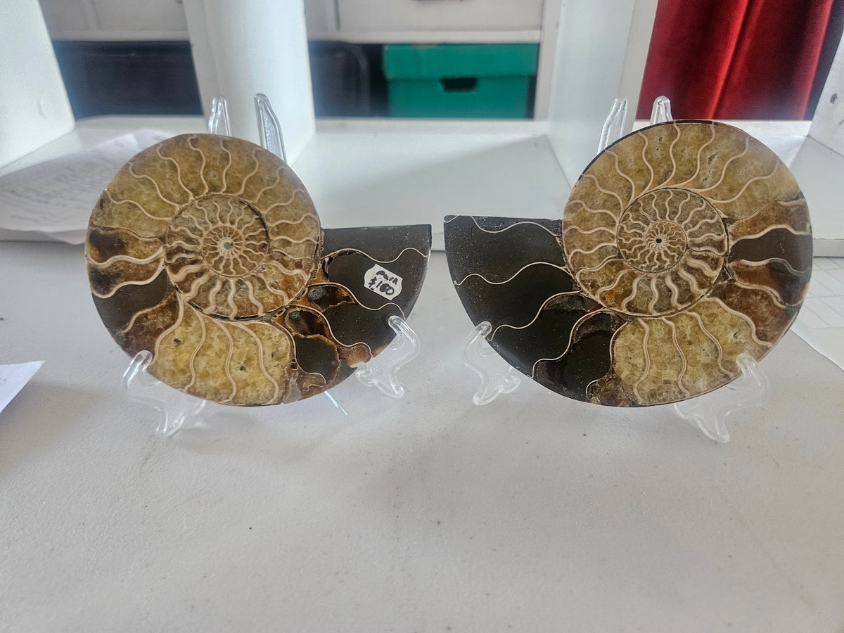 Meduim Ammonite Plates